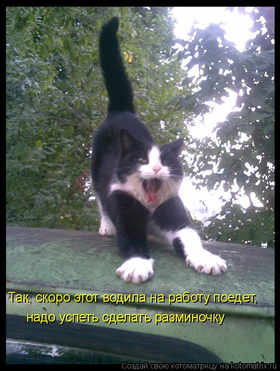 Так, скоро этот водила на работу поедет, надо успеть сделать разминочку... Котоматрица: Так, скоро этот водила на работу поедет, надо успеть сделать разминочку