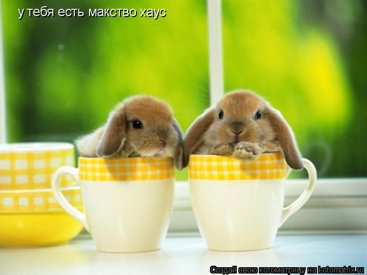 Котоматрица: у тебя есть макство хаус