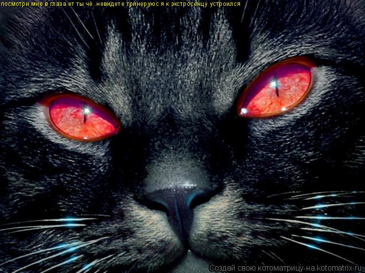 Котоматрица: посмотри мне в глаза.ет ты чё .невидете тринеруюс я к экстросенцу устроился
