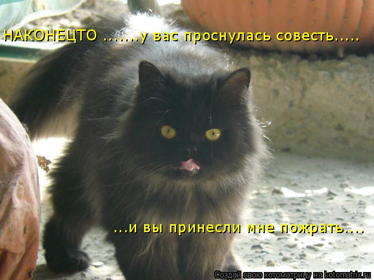 НАКОНЕЦТО .......у вас проснулась совесть..... ...и вы принесли мне пожрать....... Котоматрица: НАКОНЕЦТО .......у вас проснулась совесть..... ...и вы принесли мне пожрать....