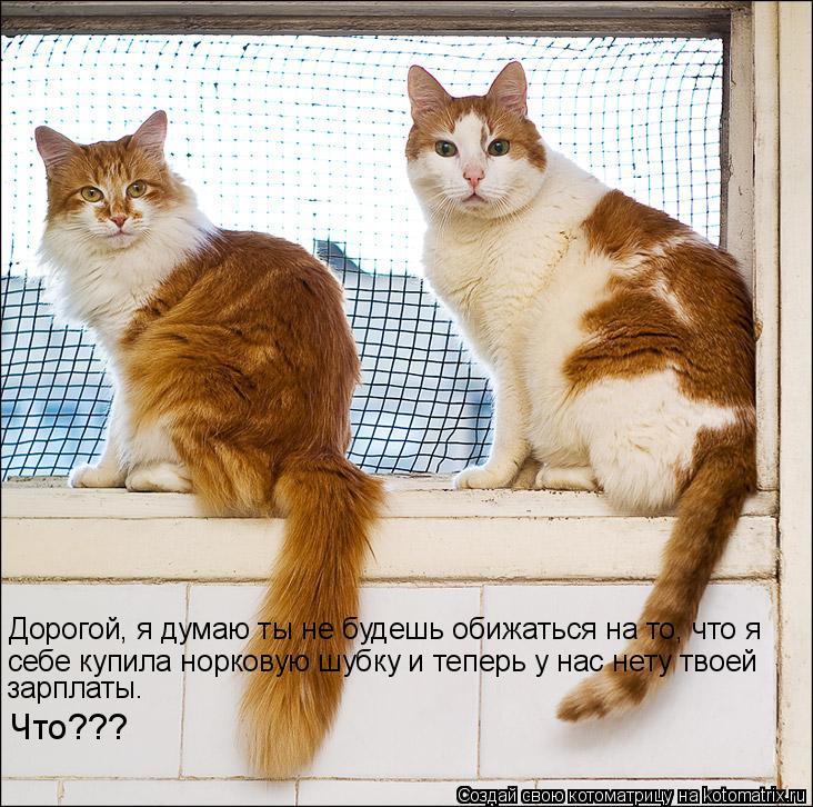 Дорогой, я думаю ты не будешь обижаться на то, что я себе купила норковую шубку и теперь у нас нету т... Котоматрица: Дорогой, я думаю ты не будешь обижаться на то, что я себе купила норковую шубку и теперь у нас нету твоей зарплаты. Что???