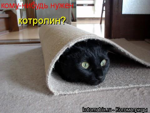 кому-нибудь нужен котролин?... Котоматрица: кому-нибудь нужен котролин?