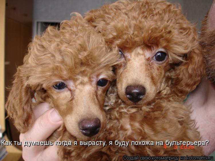 Котоматрица: Как ты думаешь когда я вырасту, я буду похожа на бультерьера?