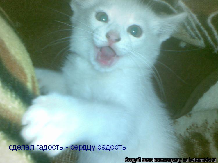 Котоматрица: сделал гадость - сердцу радость