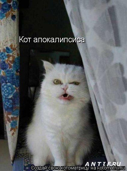 Котоматрица: Кот апокалипсиса