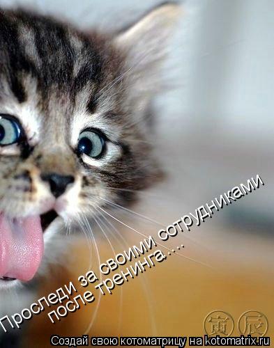 Котоматрица: Проследи за своими сотрудниками  после тренинга .....