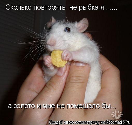 Сколько повторять не рыбка я ...... а золото и мне не помешало бы...... Котоматрица: Сколько повторять не рыбка я ...... а золото и мне не помешало бы...