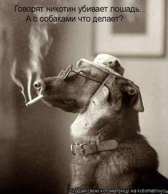 Говорят никотин убивает лошадь... А с собаками что делает?... Котоматрица: Говорят никотин убивает лошадь... А с собаками что делает?