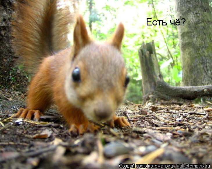 Есть чё?... Котоматрица: Есть чё?
