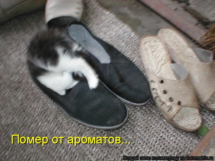 Котоматрица: Помер от ароматов...