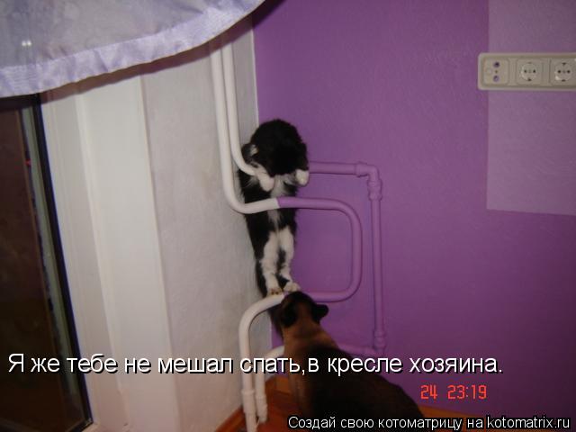 Я же тебе не мешал спать,в кресле хозяина.... Котоматрица: Я же тебе не мешал спать,в кресле хозяина.