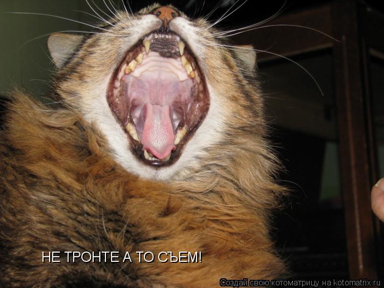 НЕ ТРОНТЕ А ТО СЪЕМ!... Котоматрица: НЕ ТРОНТЕ А ТО СЪЕМ!