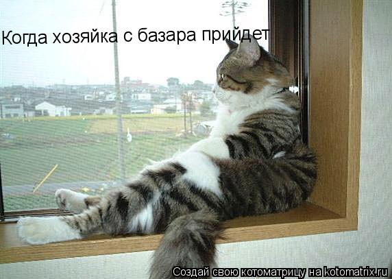 Котоматрица: Когда хозяйка с базара прийдет