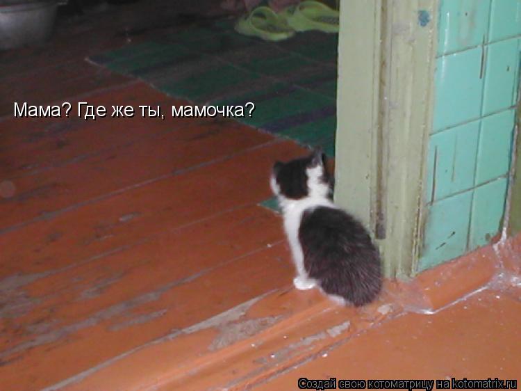 Котоматрица: Мама? Где же ты, мамочка?