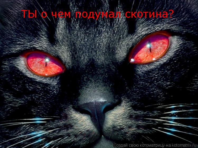 ТЫ о чем подумал скотина?... Котоматрица: ТЫ о чем подумал скотина?