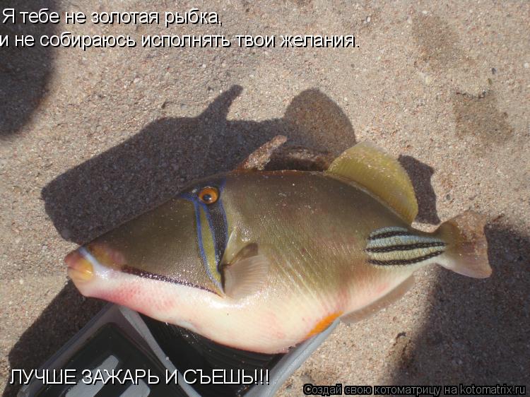 Котоматрица: я тебе не золотая рыбка и не собиоаюсь исполнять твои желания. Я тебе не золотая рыбка,    и не собираюсь исполнять твои желания. ЛУЧШЕ ЗАЖАРЬ