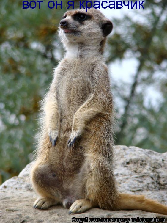 Котоматрица: вот он я красавчик