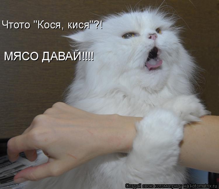 Котоматрица: Чтото "Кося, кися"?! МЯСО ДАВАЙ!!!!