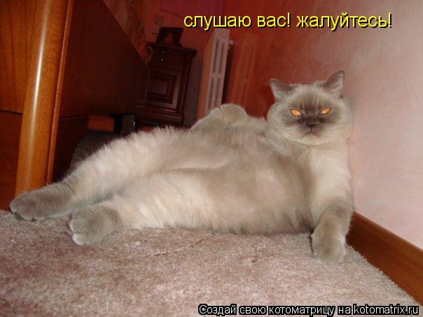 слушаю вас! жалуйтесь!... Котоматрица: слушаю вас! жалуйтесь!