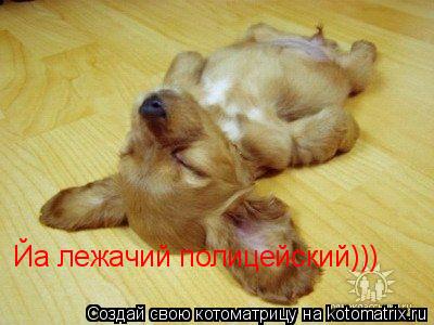 Котоматрица: Йа лежачий полицейский)))