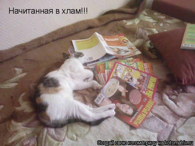 Котоматрица: Начитанная в хлам!!!