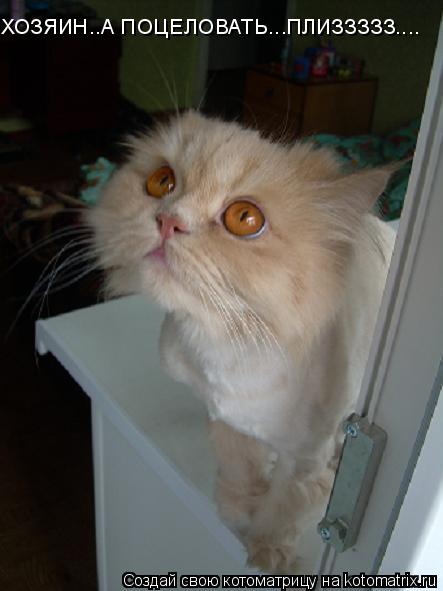 ХОЗЯИН..А ПОЦЕЛОВАТЬ...ПЛИЗЗЗЗЗ....... Котоматрица: ХОЗЯИН..А ПОЦЕЛОВАТЬ...ПЛИЗЗЗЗЗ....