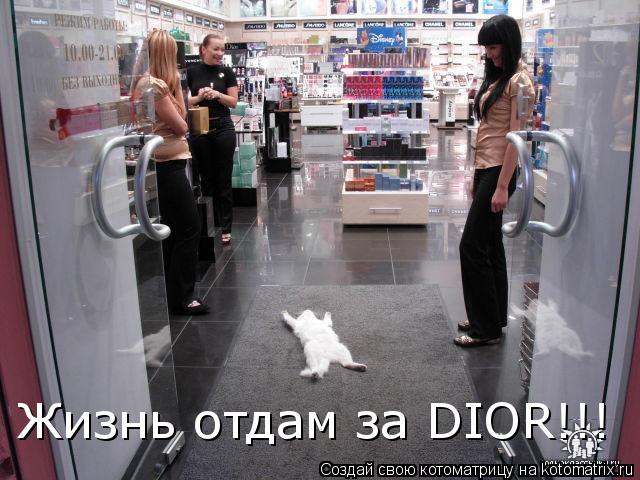 Котоматрица: Жизнь отдам за DIOR!!!