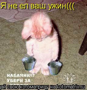 Котоматрица: Я не ел ваш ужин(((