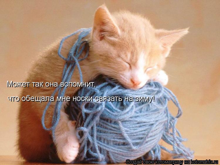 Котоматрица: Может так она вспомнит, что обещала мне носки связать на зиму!