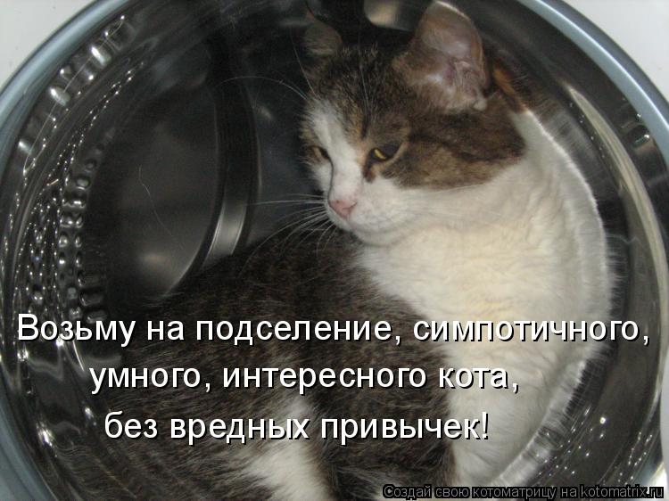 Котоматрица: Возьму на подселение, симпотичного, умного, интересного кота, без вредных привычек!