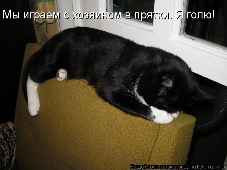 Мы играем с хозяином в прятки. Я голю!... Котоматрица: Мы играем с хозяином в прятки. Я голю!
