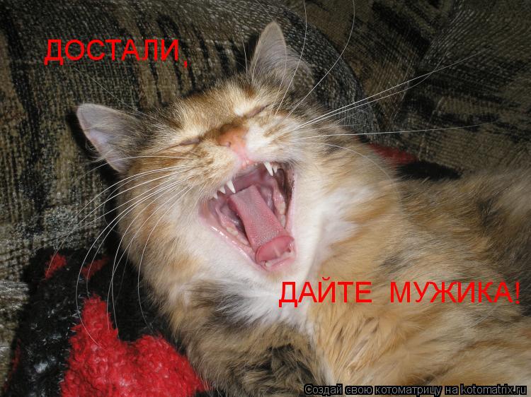 Котоматрица: ДОСТАЛИ ДАЙТЕ  МУЖИКА , !