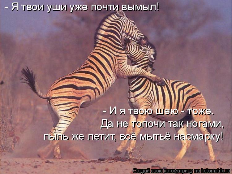 Котоматрица: - Я твои уши уже почти вымыл! - И я твою шею - тоже.  - И я твою шею - тоже.  Да не топочи так ногами, пыль же летит, всё мытьё насмарку!