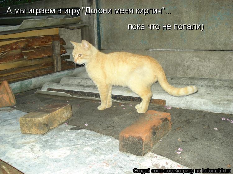 А мы играем в игру "Догони меня кирпич"... пока что не попали)... Котоматрица: А мы играем в игру "Догони меня кирпич"... пока что не попали)