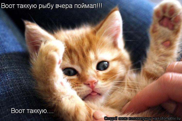 Котоматрица: Воот таккую рыбу вчера поймал!!! Воот таккую....