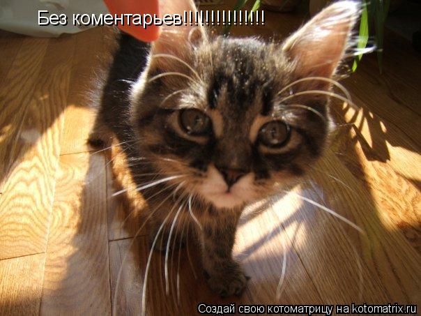 Без коментарьев!!!!!!!!!!!!!!!... Котоматрица: Без коментарьев!!!!!!!!!!!!!!!