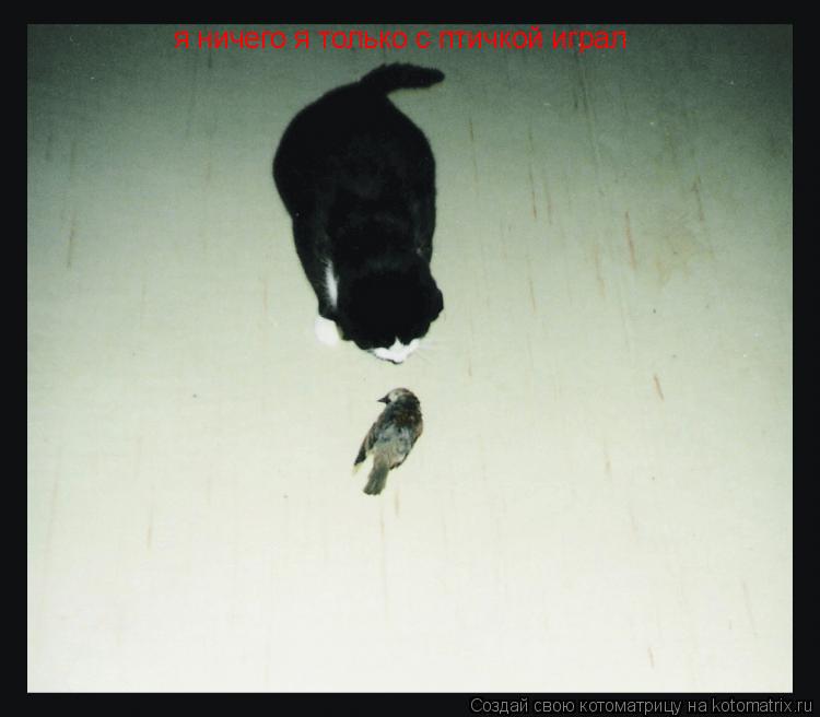 Котоматрица: я ничего я только с птичкой играл