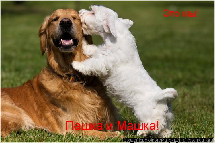 Котоматрица: Это мы! Пашка и Машка!