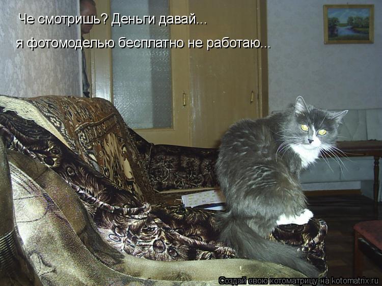 Котоматрица: Че смотришь? Деньги давай...  я фотомоделью бесплатно не работаю...