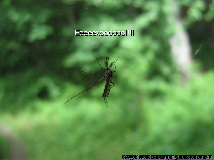 Котоматрица: Ееееехоооооо!!!!