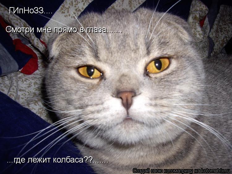 Котоматрица: ГИпНоЗЗ.... Смотри мне прямо в глаза....... ...где лежит колбаса??.......