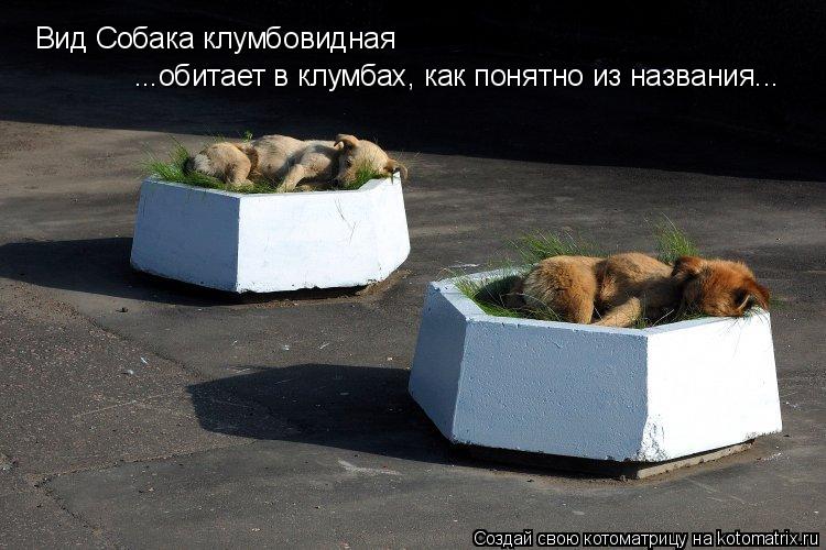 Котоматрица: Вид Собака клумбовидная ...обитает в клумбах, как понятно из названия...