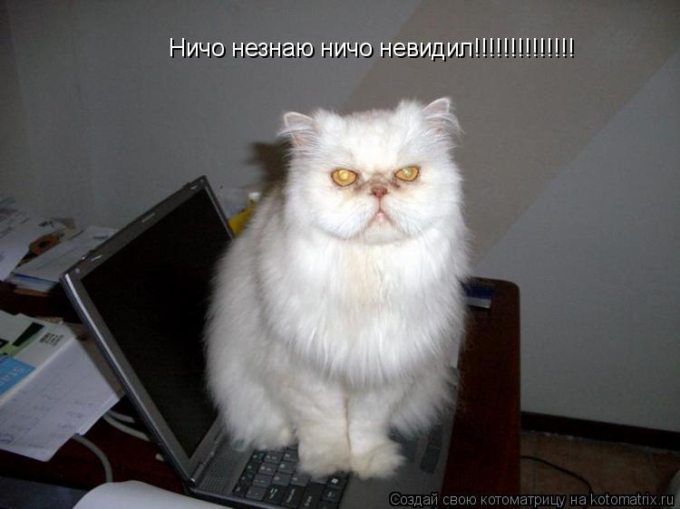Ничо незнаю ничо невидил!!!!!!!!!!!!!!... Котоматрица: Ничо незнаю ничо невидил!!!!!!!!!!!!!!