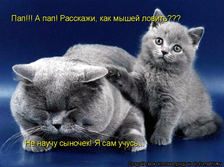 Котоматрица: Пап!!! А пап! Расскажи, как мышей ловить??? Не научу сыночек! Я сам учусь...