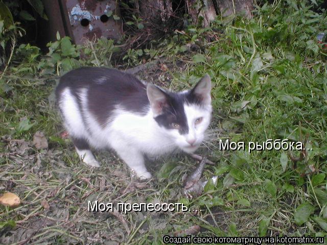 Котоматрица: Моя рыбббка... Моя прелесссть....