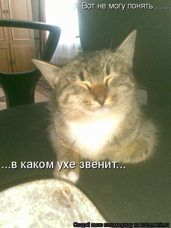 Котоматрица: Вот не могу понять........ ...в каком ухе звенит...