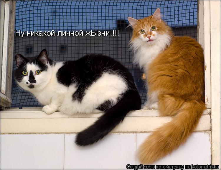 Котоматрица: Ну никакой личной жЫзни!!!!