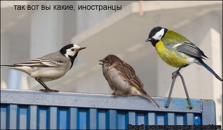 так вот вы какие, иностранцы... Котоматрица: так вот вы какие, иностранцы