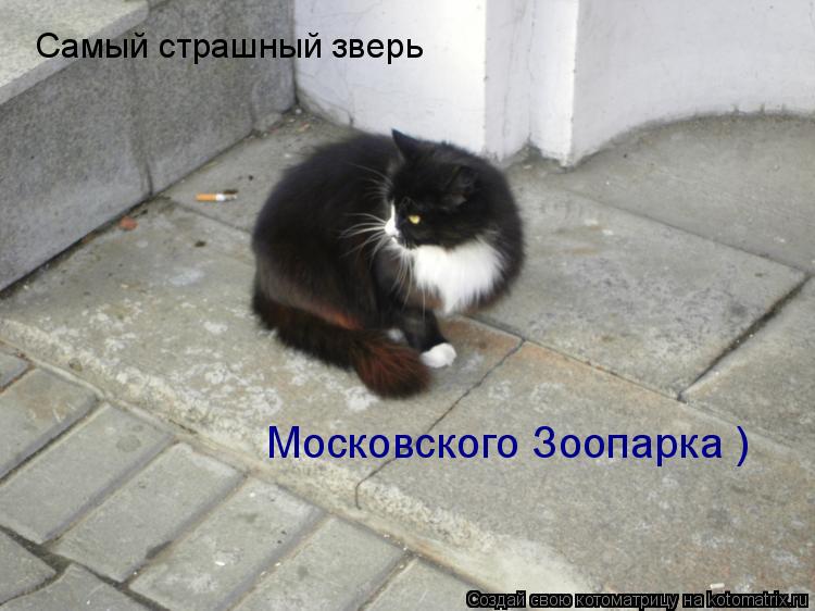 Котоматрица: Самый страшный зверь  Московского Зоопарка )