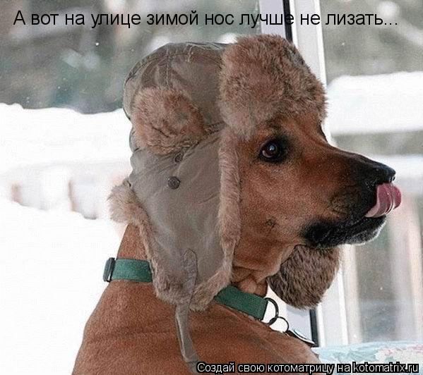 Котоматрица: А вот на улице зимой нос лучше не лизать...